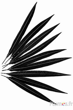 Goldfasan - 20-35 cm - schwarz